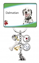 Dalmation