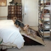 Half Step Pet Ramp