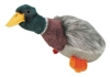 Migrator Mallard Duck